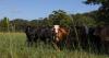 New genetic tools could match bulls to your farm’s environment