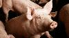 Free from ASF: 16 Cebu Province LGUs cleared to ship, sell hogs