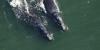 Endangered right whales spotted in one of the East Coast’s busiest shipping corridors