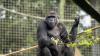 Two Columbus Zoo gorillas headed to new home
