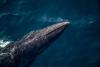 Antiguans reject the same whaling their government champions