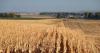 Land auction methods: How selling farmland has changed
