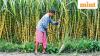 Centre onboards 51 of 66 khandsari sugar units on National Single Window System to enhance sector monitoring