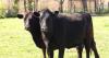 Fencing and Grazing Clinic Set in Eastern Iowa Aug. 11