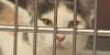 Sioux Falls Humane Society caring for nearly 400 animals