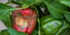 France’s heatwaves could trigger supermarket shortages and price rises for fresh produce