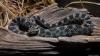 Rare Michigan Rattlesnake Bite Raises Awareness About State’s Only Venomous Snake