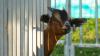 Explore the animals of the Delaware State Fair