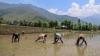 El Niño and climate change are affecting rice crops in weird ways