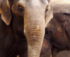 The last trio: South Africa’s zoo elephants await their fate
