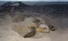 Duke Energy demonstrates sea turtle-friendly lighting