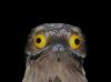 The Urutaú: Paraguay’s Most Curious Bird That Keeps An Ancient Legend Alive