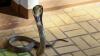 South African woman heard noises in a cupboard, then found a snouted cobra behind her couch