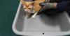 Hong Kong Customs Seizes Smuggled Cat Worth $2,000 in Pet Guardian Operation