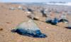 Tourists warned not to touch strange blue-tentacled creatures washed ashore on British beach