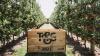 T&G Global divests fresh produce business to focus on premium apples, VentureFruit platform