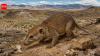 70-million-year-old mammal fossil discovered in Mongolia rewrites the story of early mammal evolution
