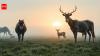 Netherlands tried to recreate prehistoric Europe on reclaimed land