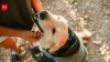 Scientists trained 182 pet dogs to sniff out one of America's most destructive invasive insects, and most successfully found its hidden eggs