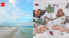 In 1966, scientists wiped out nearly every insect on tiny Florida islands to see how nature would rebuild itself
