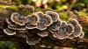 Turkey Tail Extract Safety Tips for First-Time Dog Owners