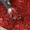 Tasha Dagi: The pepper market powering Kebbi’s rural economy