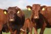 Britain’s milk crisis deepens as heatwave leaves dairy farms running dry