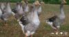 Brazil Bans Foie Gras Production And Sales Nationwide