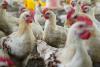 How intensive poultry farming accelerated the evolution of Campylobacter