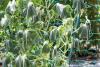 Don’t Let High Temperatures Ruin Your Vegetable Garden—These Are the Strategies Gardeners Swear By