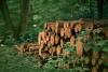 UK deforestation laws will create regulatory tension with China over packaging