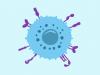 AIDS 2026: Engineering adaptive NK cells against HIV