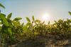 Scientists unearth HHO5 mechanism controlling nitrogen fullness in plants