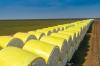 US cotton forward export sales surge, current-season sales fall: USDA