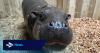 Internet sensation Haggis the pygmy hippo to become a big sister