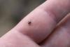 The First At-Home Test for Infected Ticks Could Improve Lyme Disease Diagnosis