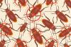 Someone Tried to Smuggle 100,000 Cockroaches Into Australia, But Why?
