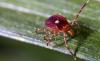 Hiker stopped at his tent flap in New York's Catskills and found 20 lone star ticks at 3,000 feet