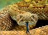 Snakes, Gods, and Heroes: Greek Myth in Acts 27-28