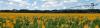 Growing More with Less: How UF/IFAS Is Helping Agriculture Reduce Fertilizer and Irrigation Use