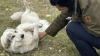 Non-profit says it had to cancel spay and neuter clinic in Sask. after regulator denied application