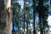 Abandoned Study of Australian Ash Trees Challenges Case for Clearcutting
