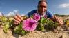 These vines bloom beautifully, but also play an important role on Texas beaches