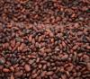 Ghana’s cocoa output to decline by at least 16% next season – COCOBOD