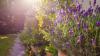 Welsh gardeners urged to do key task to lavender in August to keep it full and bushy
