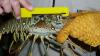 What are spiny lobsters? Florida regular season starts next week