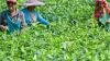 India’s tea exports could decline 20% this year amid higher freight rates, logistics disruptions
