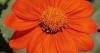 Matthew Stevens: Mexican sunflower a bright addition to the garden