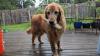 Commercial speech lawsuit to proceed against major Kansas pet food company