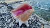 Missed deadline further threatens iconic Florida queen conch